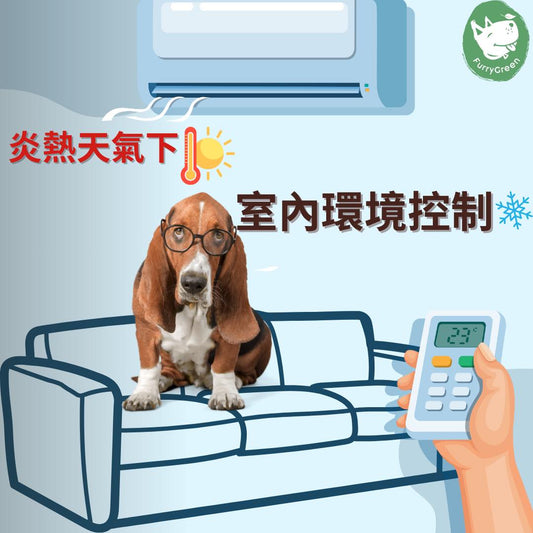 Keeping Your Dog Comfortable Indoors During Hong Kong's Hot, Humid Summers