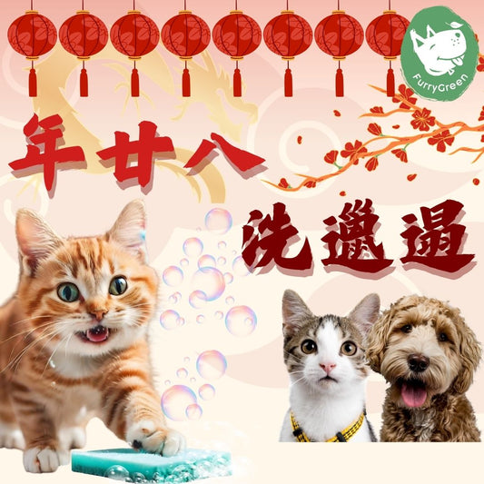 How to Clean Your Home Safely for Your Pets Before Chinese New Year