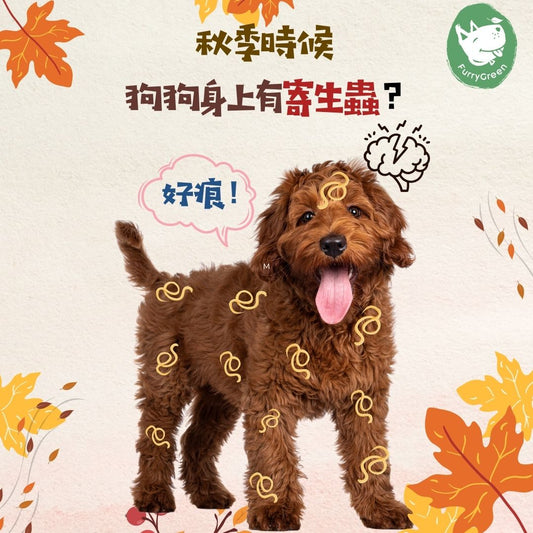 🍂秋季時候,狗狗身上有寄生蟲🐛?