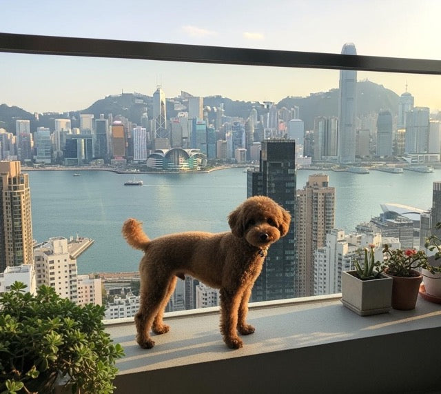a fit toy poodle staying in balcony with Hong Kong Skyline