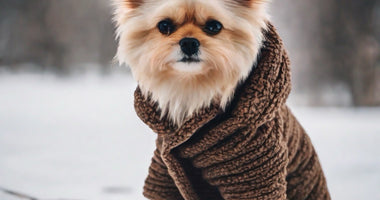 Snuggle Up, Pupsicles! 5 Ways to Keep Your Furry Friend Cozy This Winter