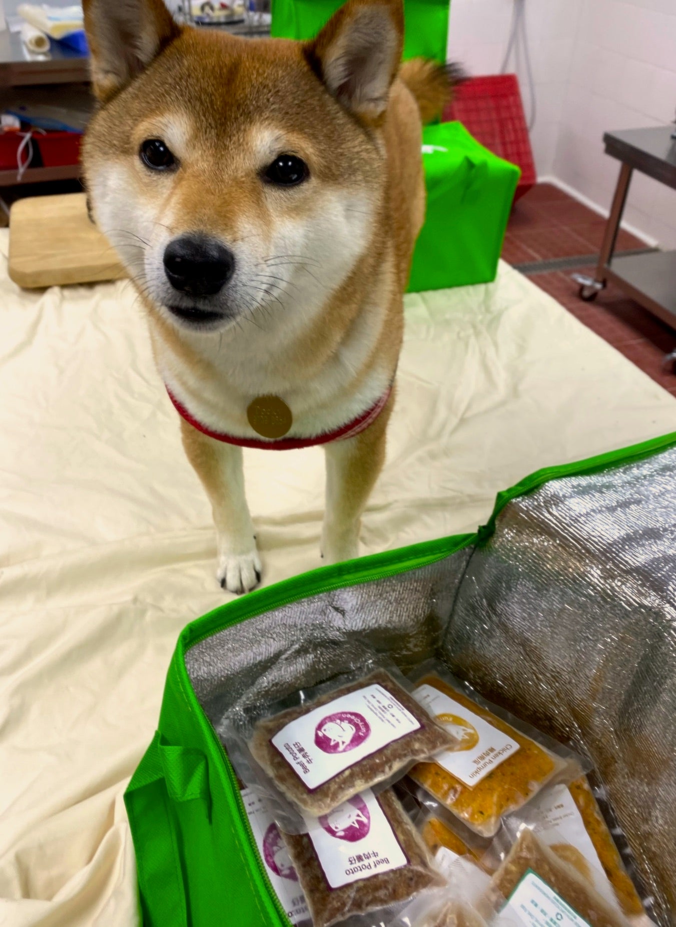 Pocky's Choice: Fresh Dog Food Set (30 Packs)