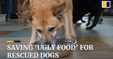 Food waste ‘upcycled’ as rescued dogs’ pet food
