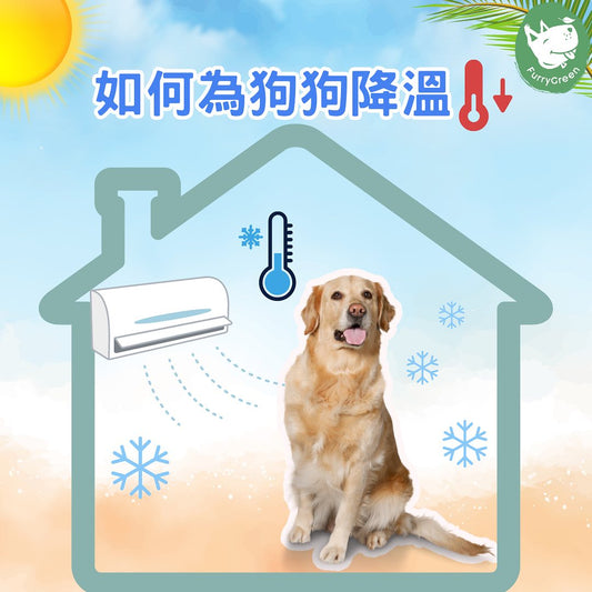 Heatstroke in Dogs: Recognising the Signs and Taking Swift Action