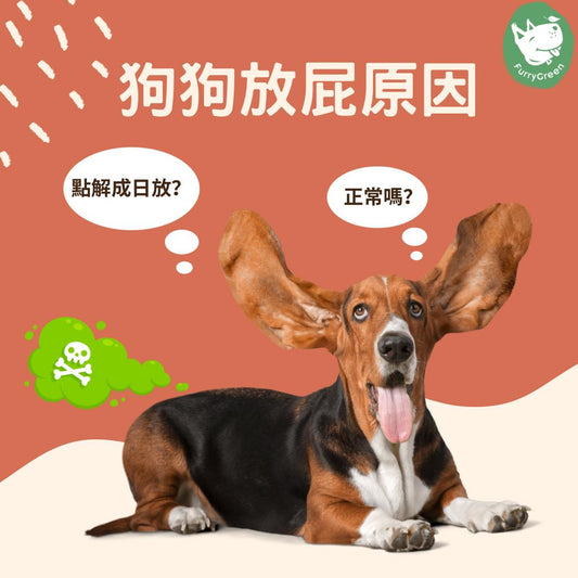 Unleashing the Mystery of Dog Farts: Understanding, Solutions, and Keeping the Air Fresh