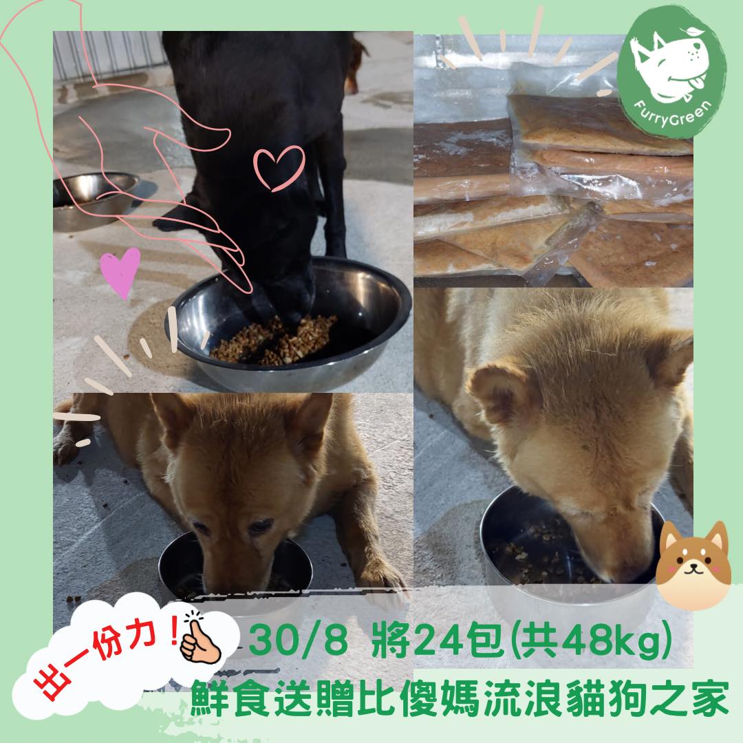 Furry Green's Generous Donation to Brave Mum's Home: Providing Warm and Nutritious Meals for Furry Friends 送贈鮮食給傻媽 流浪貓狗之家