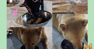 Furry Green's Generous Donation to Brave Mum's Home: Providing Warm and Nutritious Meals for Furry Friends 送贈鮮食給傻媽 流浪貓狗之家