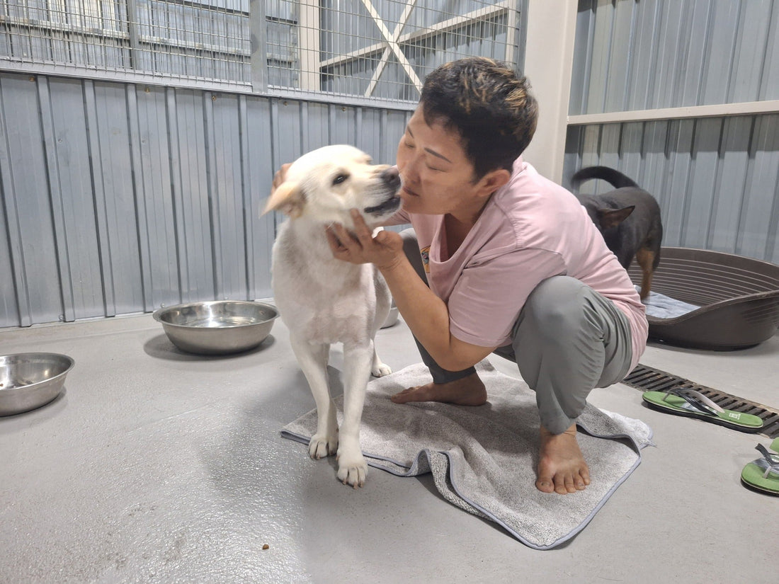 Brave Mum's Home: The Hong Kong Shelter Saving Strays Against All Odds