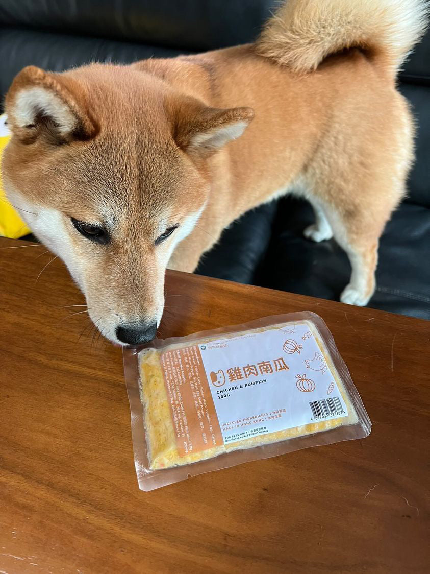 Shibainu eating gently cooked dog food Furry Green Hong Kong