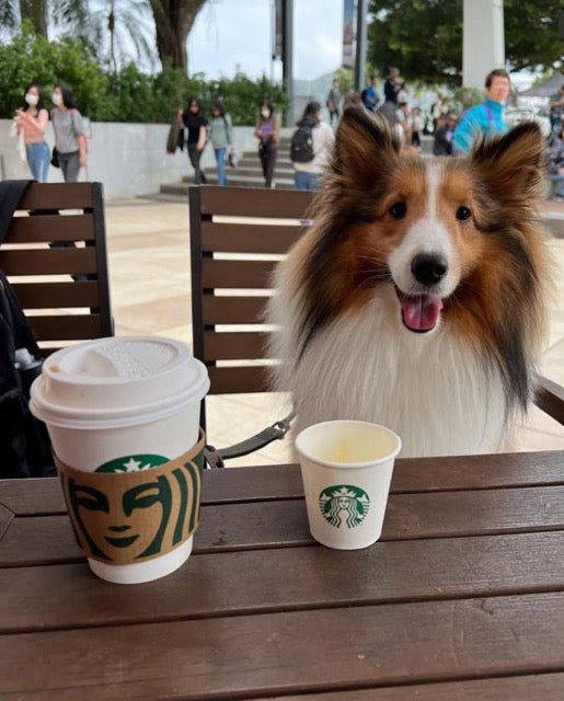Licencsed Pet Friendly Restuarant in Hong KOng