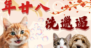 How to Clean Your Home Safely for Your Pets Before Chinese New Year