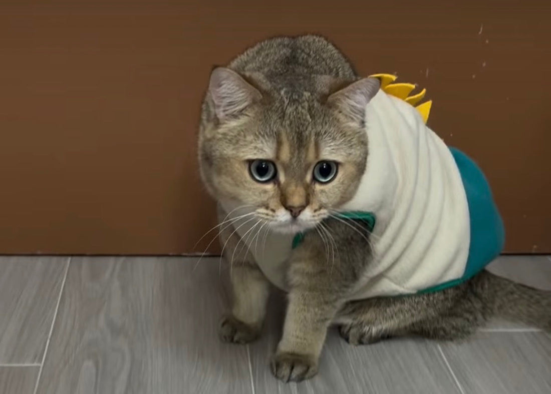 Testimonial: How Furry Green Fresh Cat Food Won Over a Picky Eater