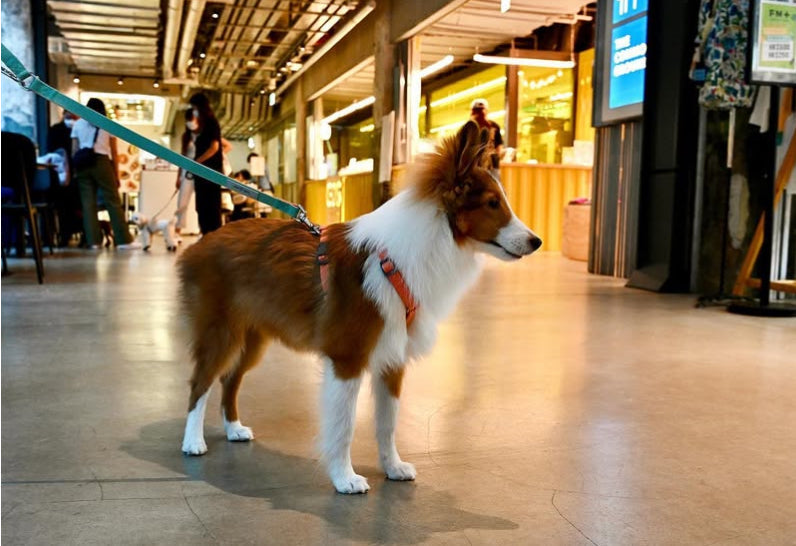 Fayfay Sheltie walking in a shopping in Hong Kong