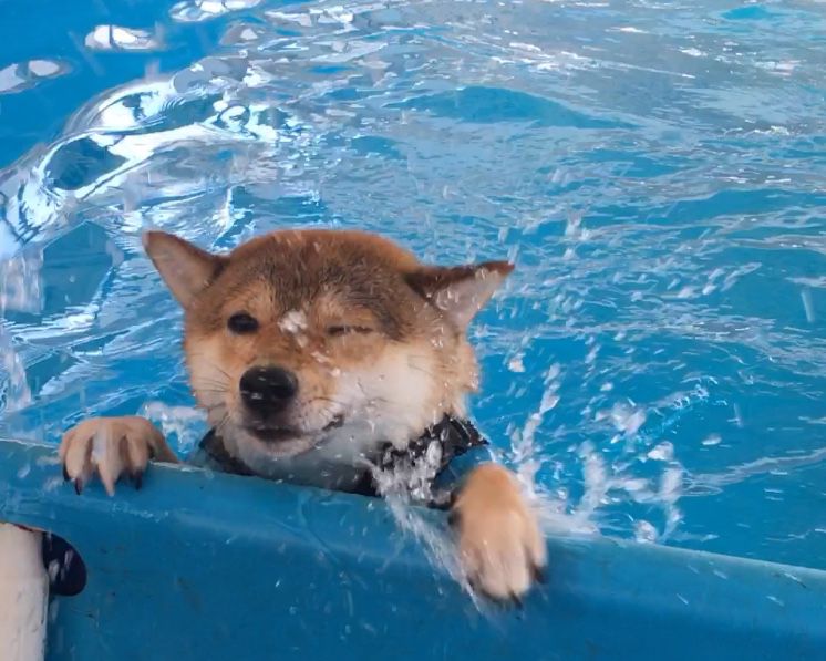Pocky the Shiba Inu of Furry Green having fun in water