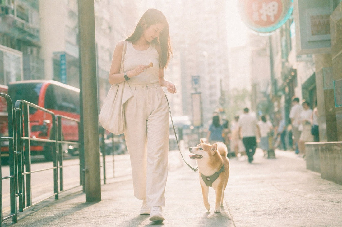 Dog socialization in a busy Asian city with calm Shiba Inu walking beside owner.