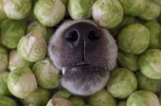 Dietary Fiber is the Secret to Dog Health!