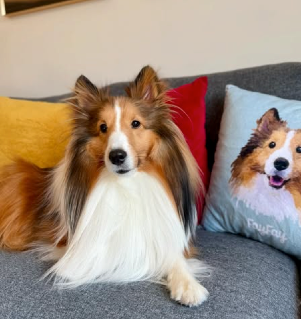 FayFay the Sheltie modeling for furry green