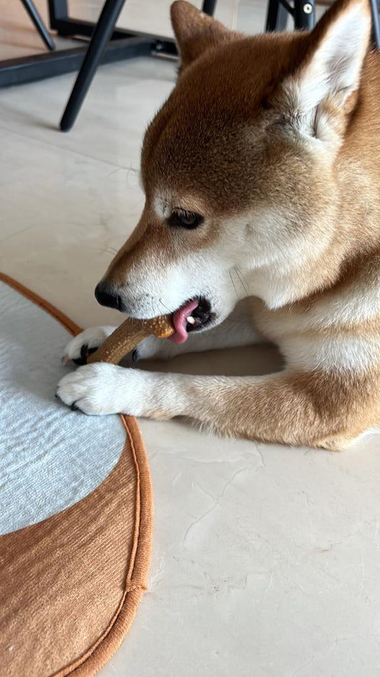 Pocky Shiba Eating upcycled dog food 