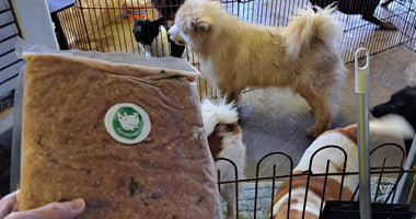 Donation to Maison de Charlotte pour des Chats et des Chiens  (MCCC) Animal Shelter