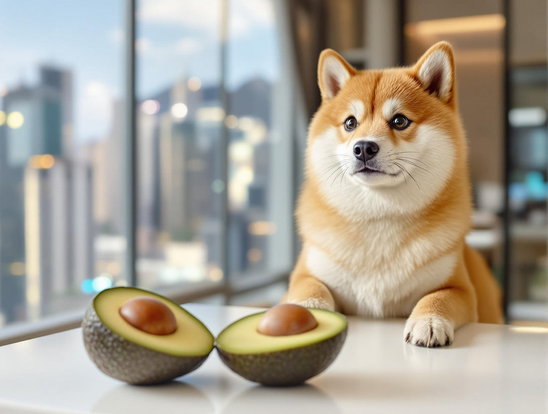  concerned Shiba Inu sitting beside a halved avocado on a white counter with Hong Kong's skyline in the background, highlighting pet food safety awareness.