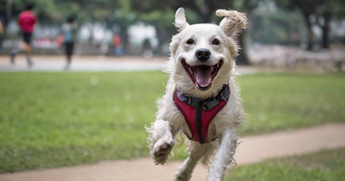 the Complete list of 170 Pet Inclusive Parks in Hong Kong