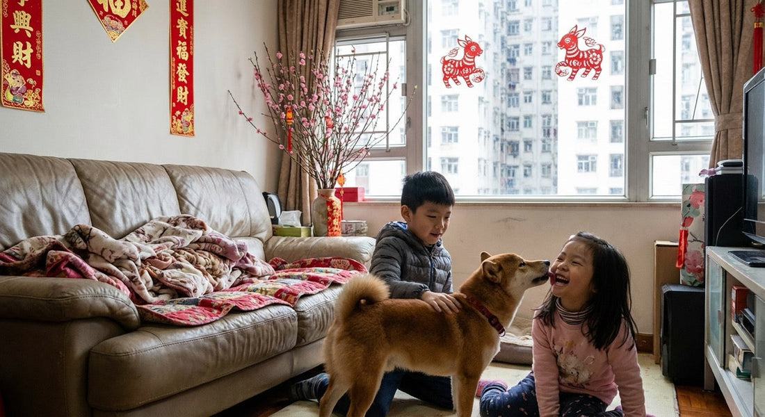 shiba inu playing with children in Hong Kong apartment