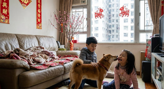 shiba inu playing with children in Hong Kong apartment