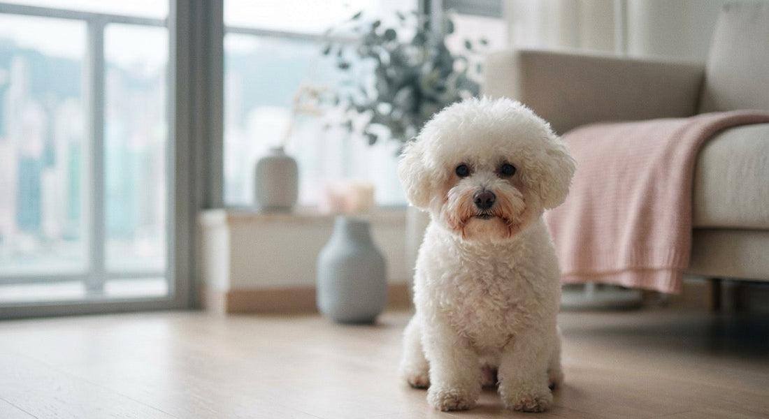 White Bichon Frise with tear stains sitting in a Hong Kong apartment living room.
