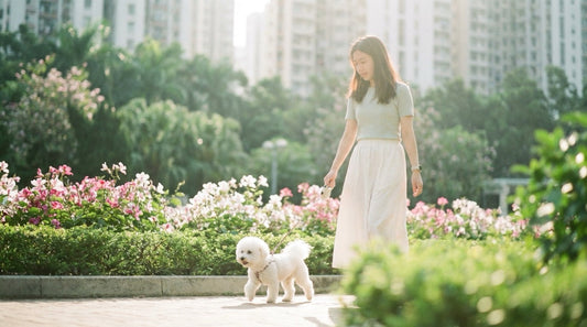 bichon on short leash with owner in Hong Kong park spring flower beds, dog safety toxic plants awareness