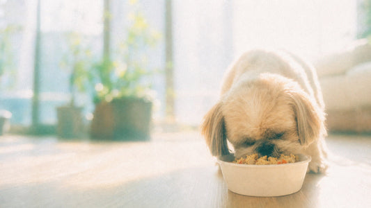 Senior Dog Dental Care: The Problem We Often Notice Too Late