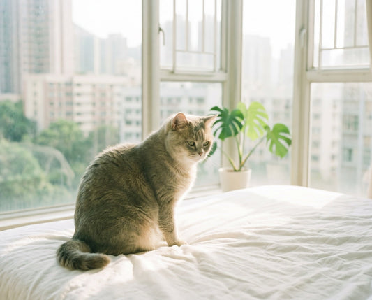 British Shorthair cat resting on linen sheets in a bright Hong Kong apartment during spring shedding season, morning light through window