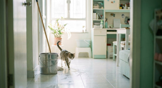 Cat walking on a freshly cleaned apartment floor in a Hong Kong flat