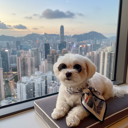 a maltese with sunglass siting in an apartment in HK