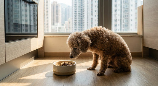Senior toy poodle hesitating in front of a bowl of dry kibble in a Hong Kong apartment kitchen.