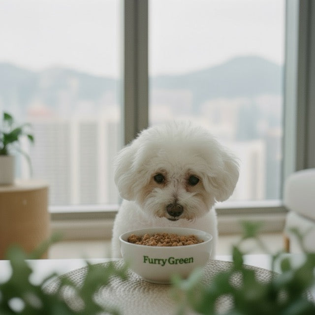 Bichon Frise in Hong Kong: A Comprehensive Breed Guide