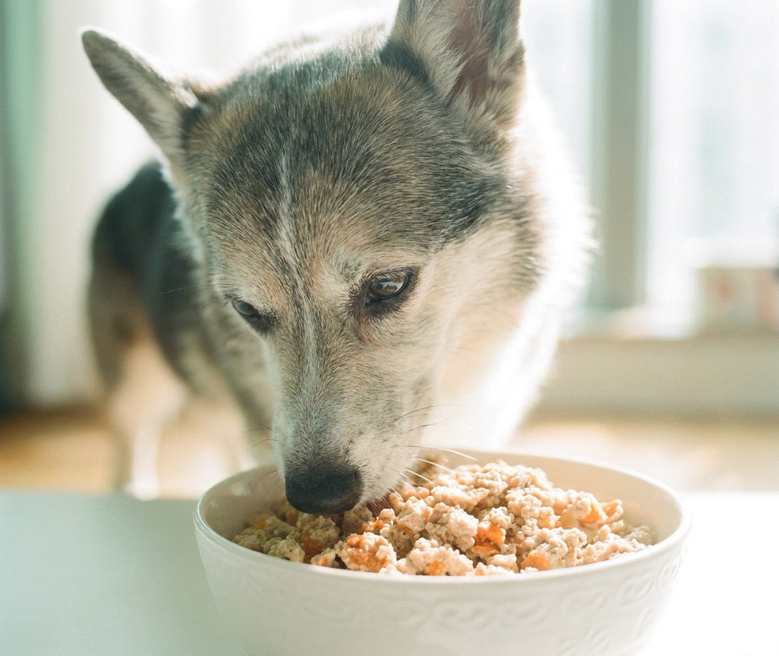 Senior Dog Care Hong Kong: 7 Nutrition Tweaks for Dogs 10+