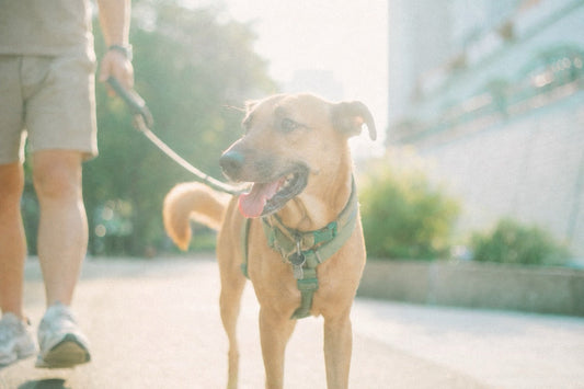 The Yuen Long YOHO Dog Attack: What Happened and How We Can Help Keep Dogs and People Safe