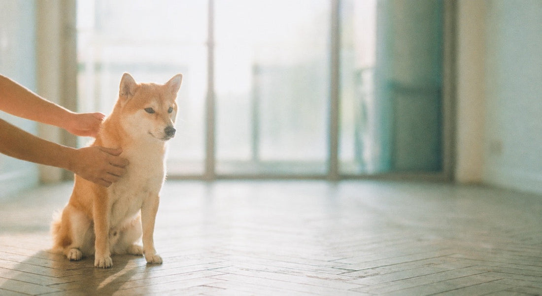 Owner checking Shiba Inu's coat for ticks and fleas after a walk in a Hong Kong apartment, natural light.