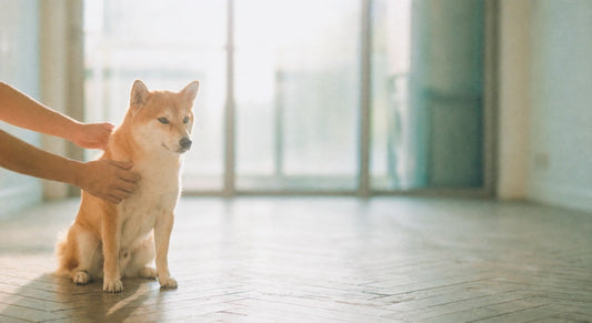 Owner checking Shiba Inu's coat for ticks and fleas after a walk in a Hong Kong apartment, natural light.