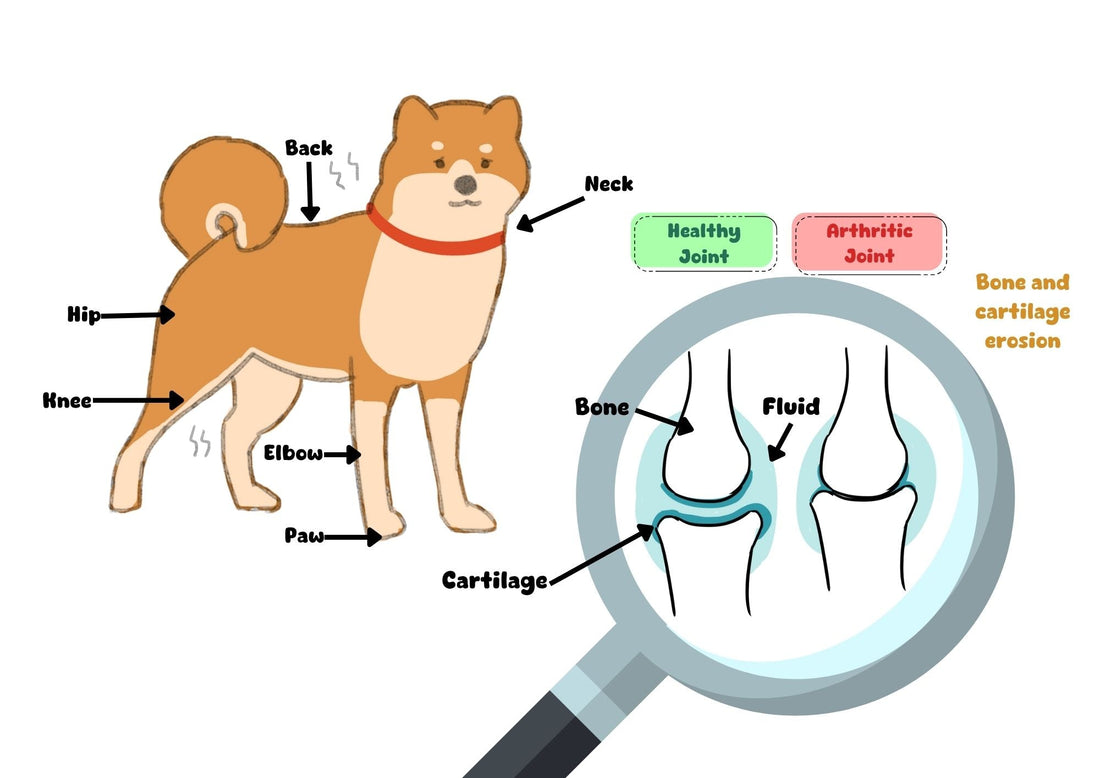 Explanation on the causes of Arthritis on Dogs