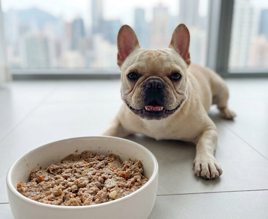 rench Bulldog resting in Hong Kong apartment with a bowl of Furry Green fresh dog food