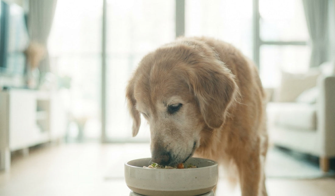 Senior golden retriever eating fresh food from a ceramic bowl in a sunlit Hong Kong apartment
