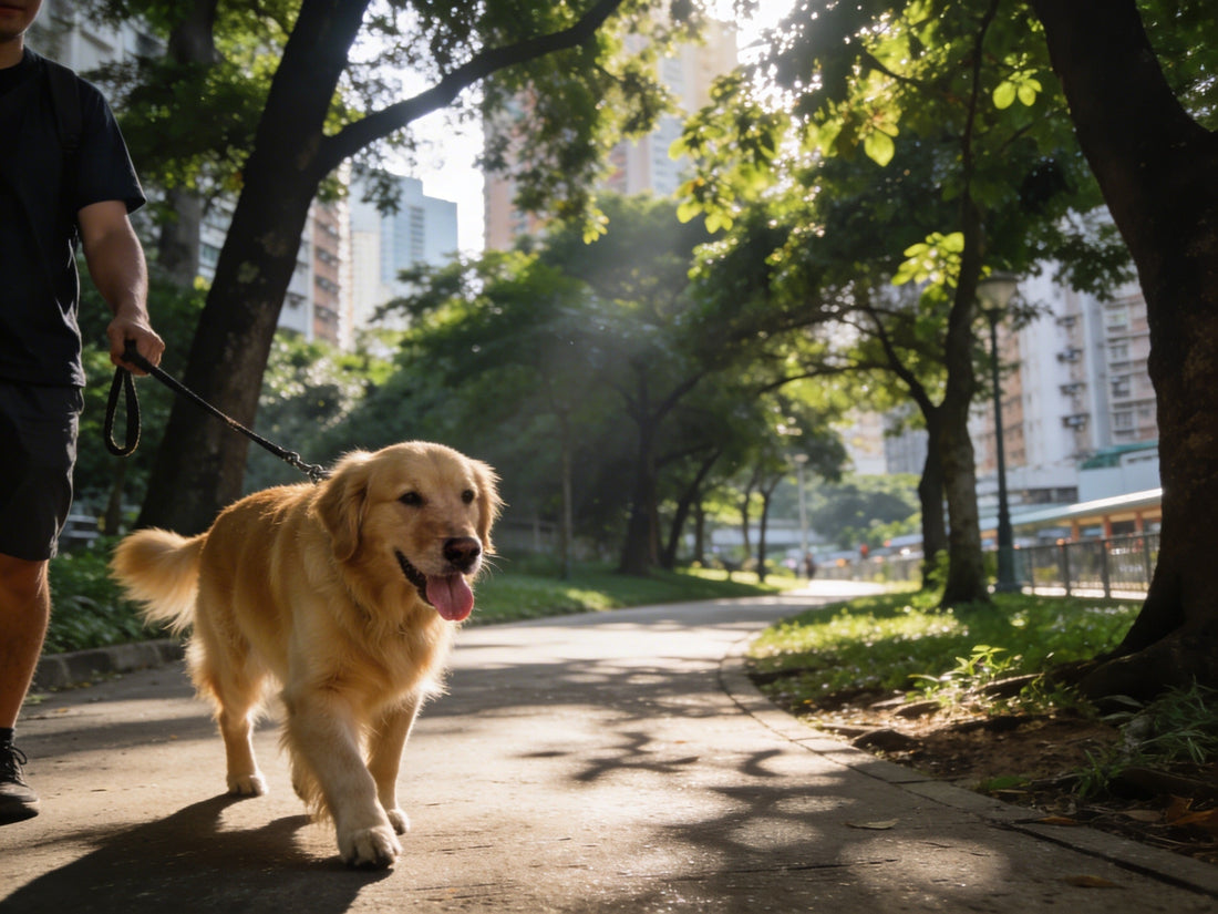 Dog walking safely in shaded park during early morning summer to prevent heatstroke