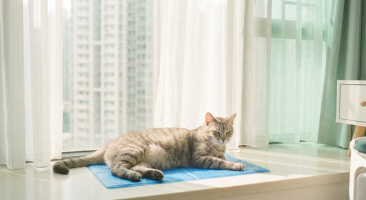 Helping Your Cat Stay Cool During Hong Kong's Hot & Humid Summer