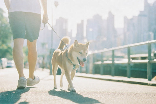 Paw Pad Burns on Hong Kong Pavement: The 36°C → 65°C Asphalt Test