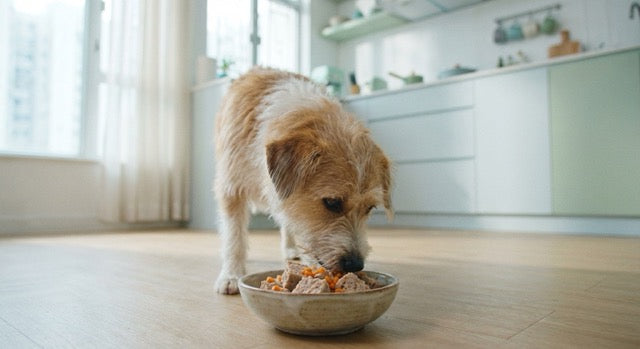 Tong Gau enjoying fresh cooked dog food for IBD management in Hong Kong home with natural ingredients visible
