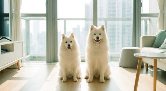 Japanese Spitz and Samoyed dogs compared side by side in a compact Hong Kong apartment interior