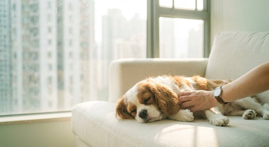 Cavalier King Charles Spaniel resting in Hong Kong apartment with owner checking for sudden illness signs