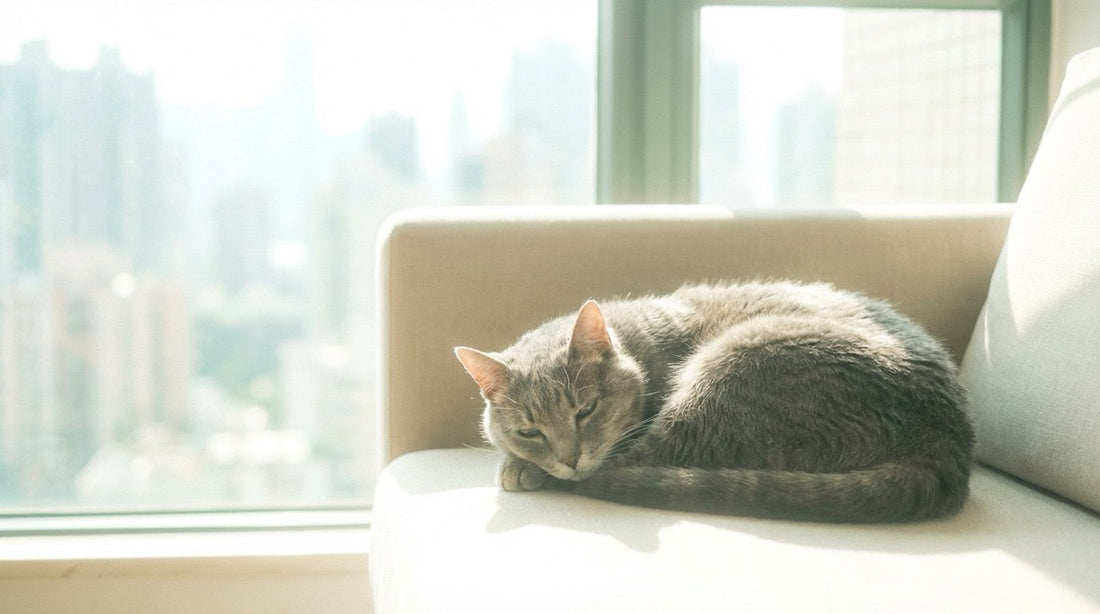 Senior cat resting at home — AIM therapy for feline chronic kidney disease explained for Hong Kong cat parents.
