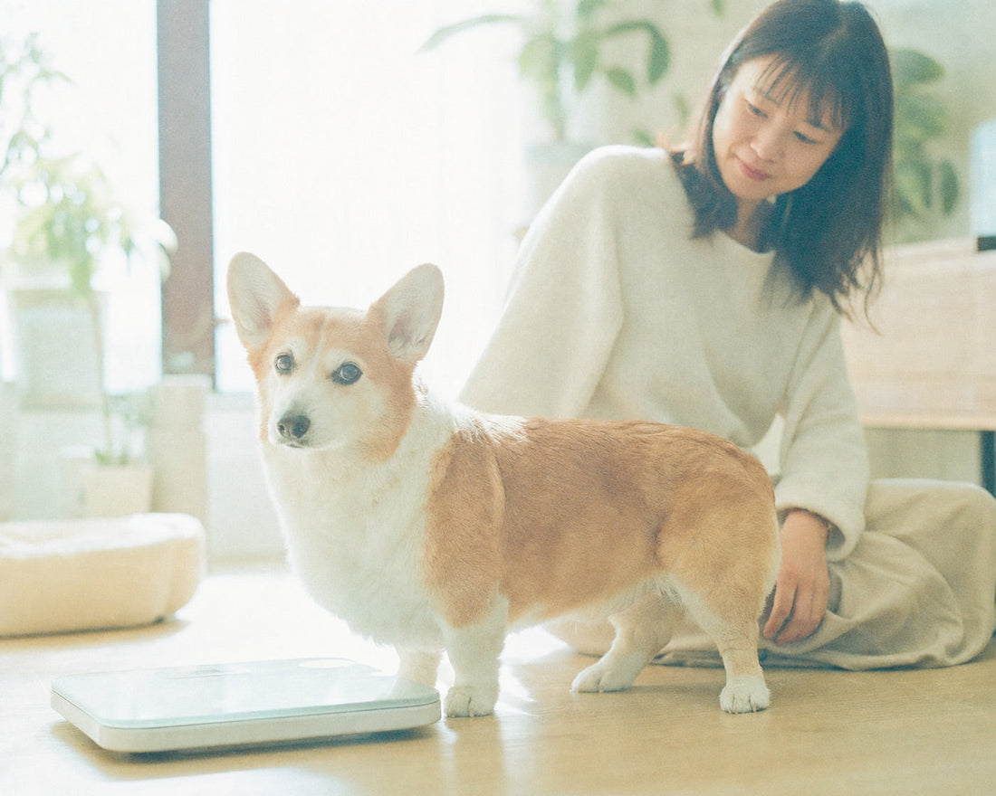 Senior Dog Muscle Loss: 7 Signs of Sarcopenia in Older Dogs